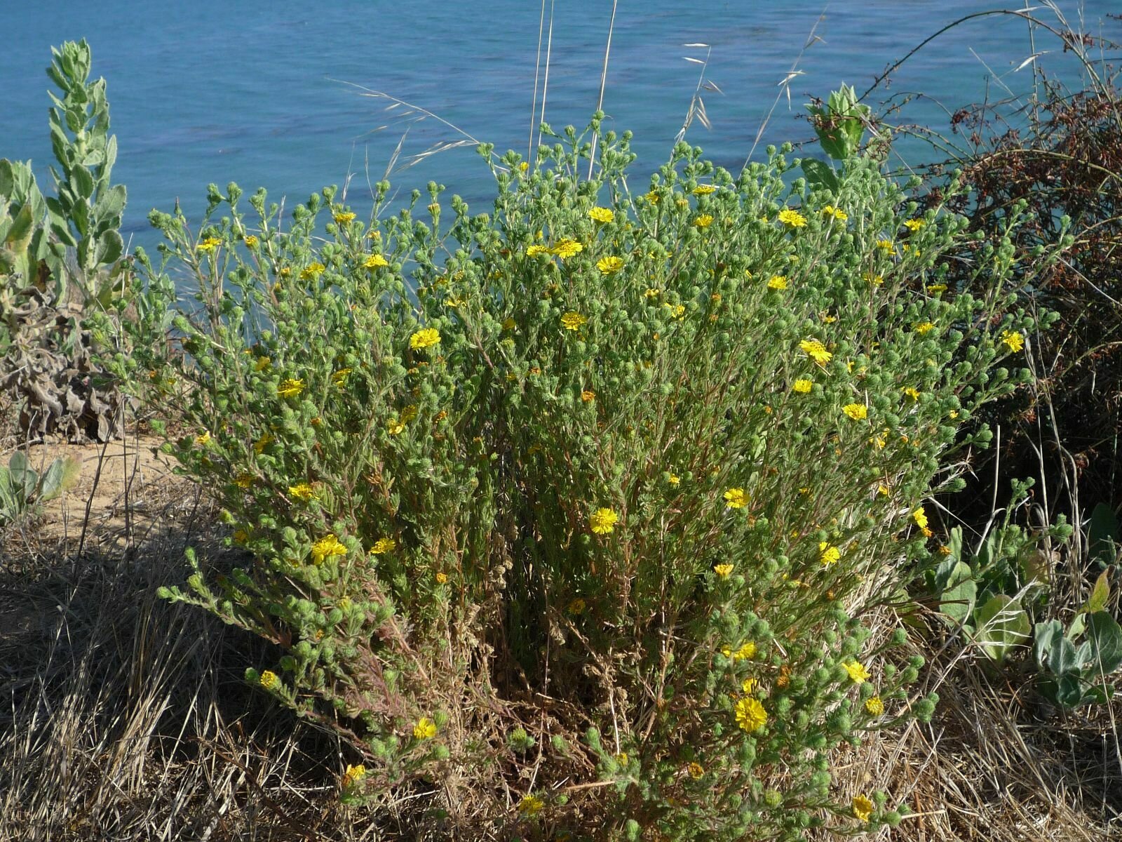 High Resolution Deinandra increscens Plant